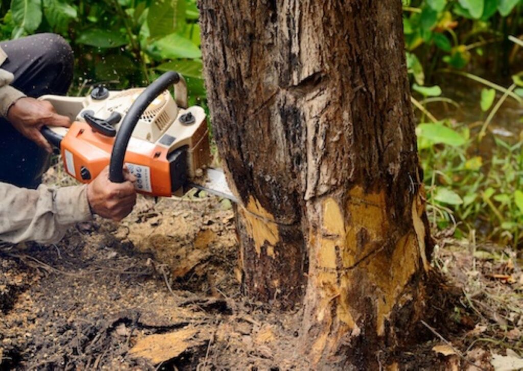 Willoughby tree services