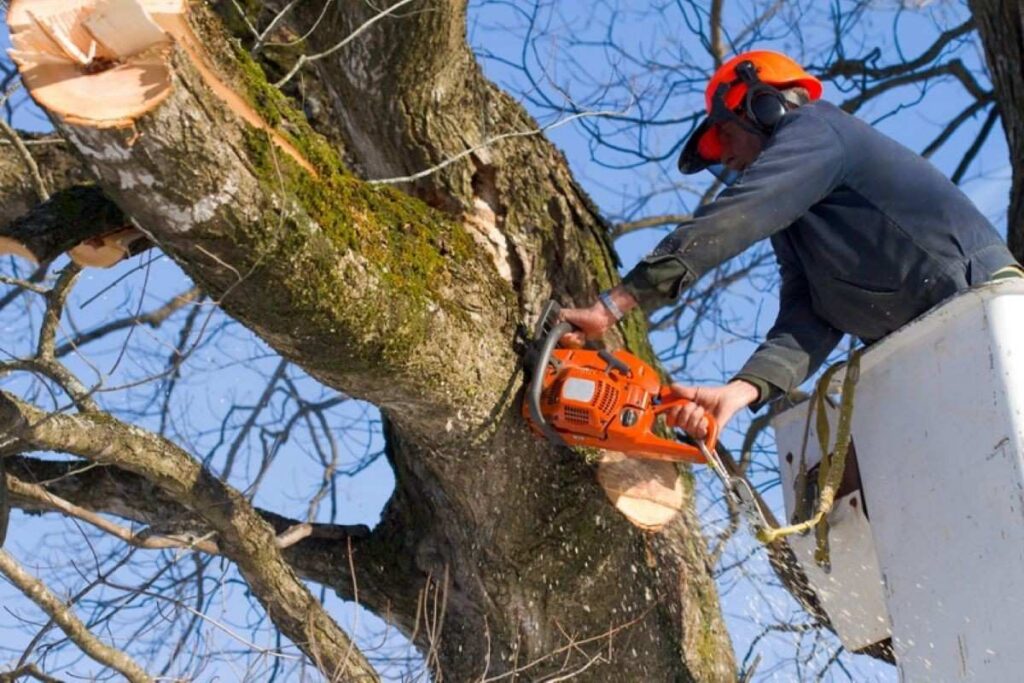 Why Willoughby Tree Services Demand Peaks After Storm Season
