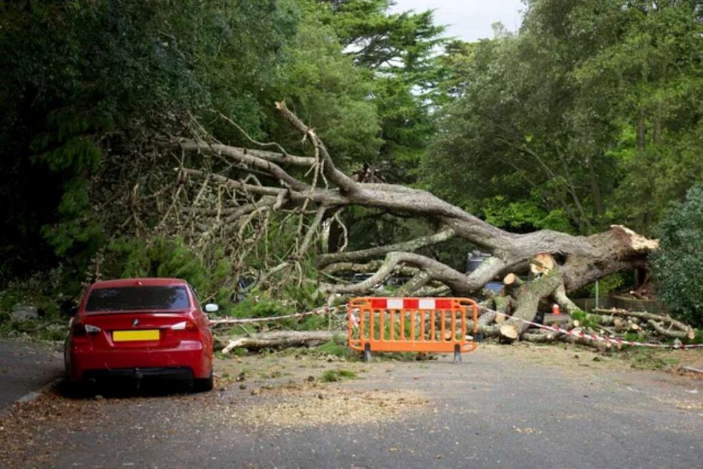 Cherrybrook tree services