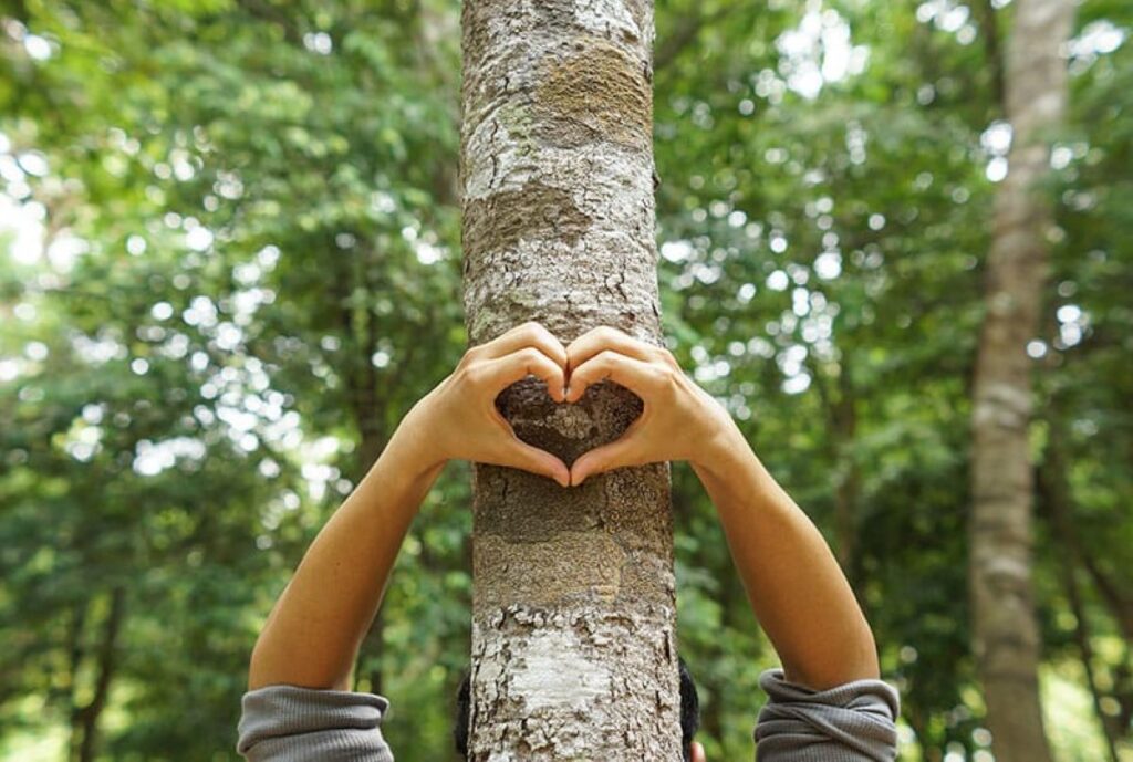 Willoughby tree services