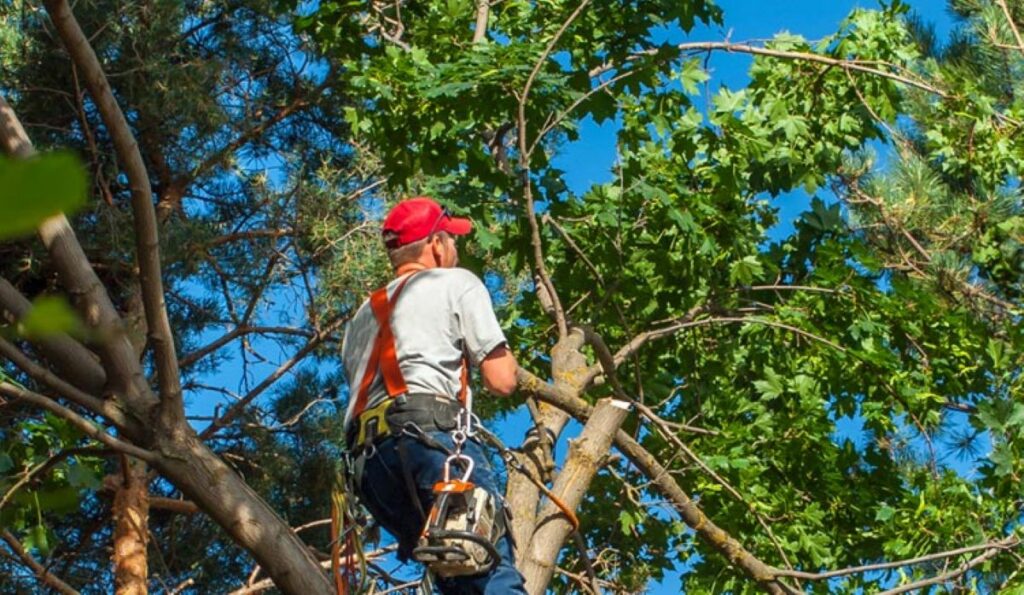 Cherrybrook tree services