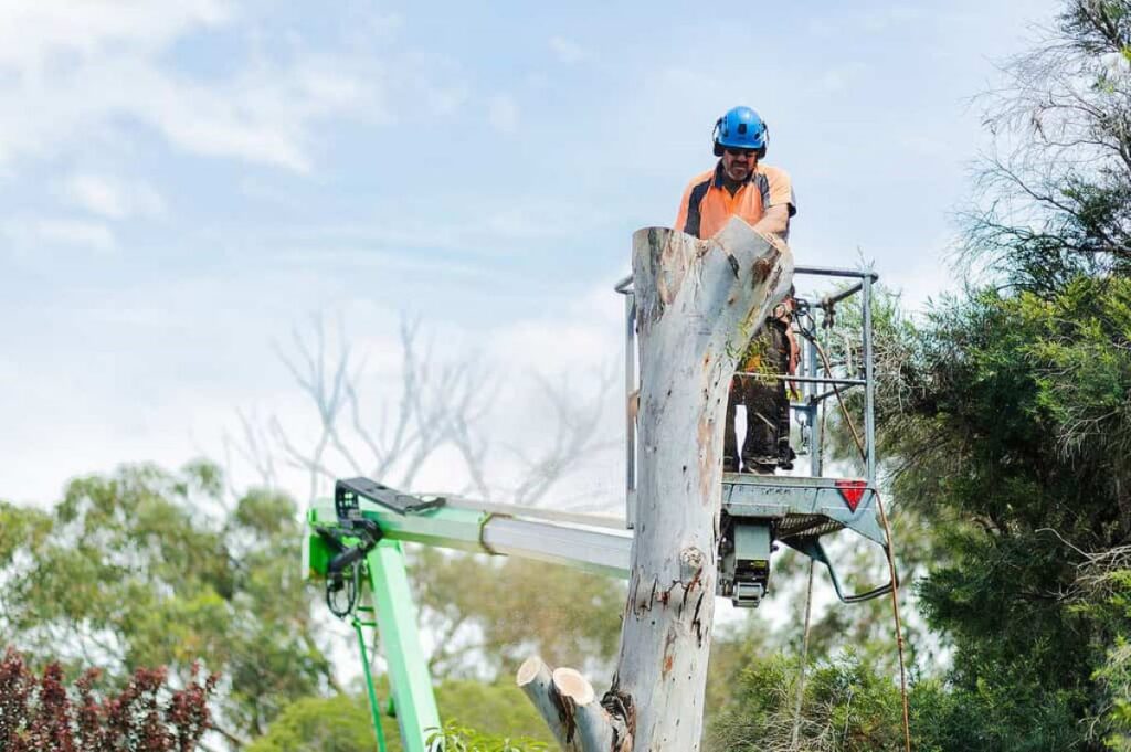 How Do Cherrybrook Tree Services Handle Council Tree Preservation Orders?